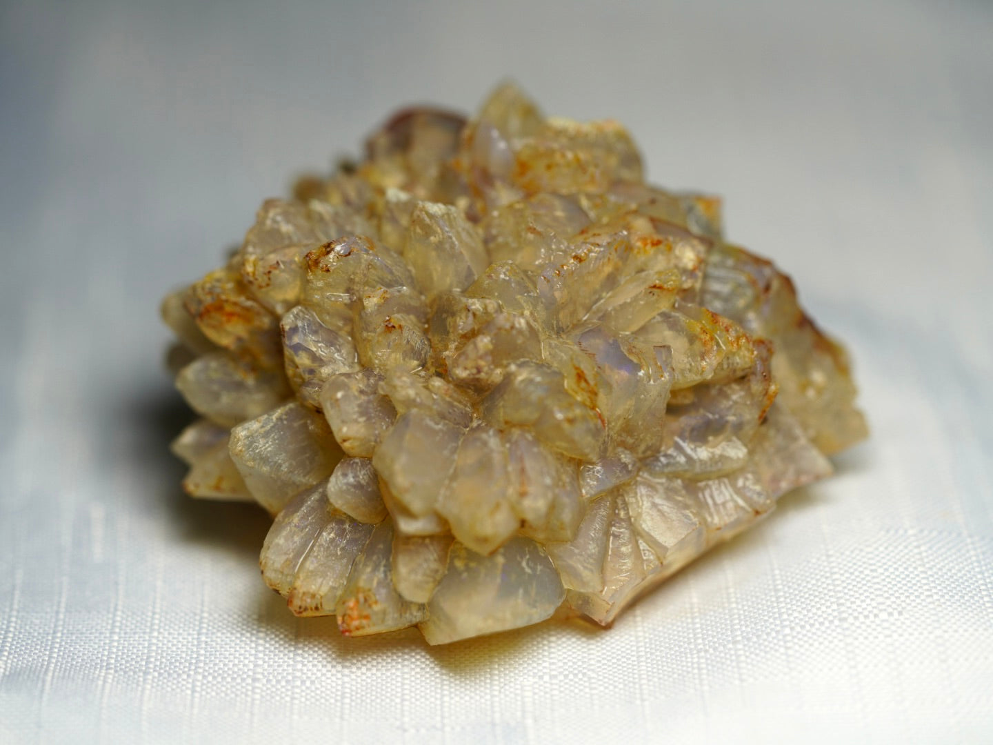 'Echidna' Opal Pineapple