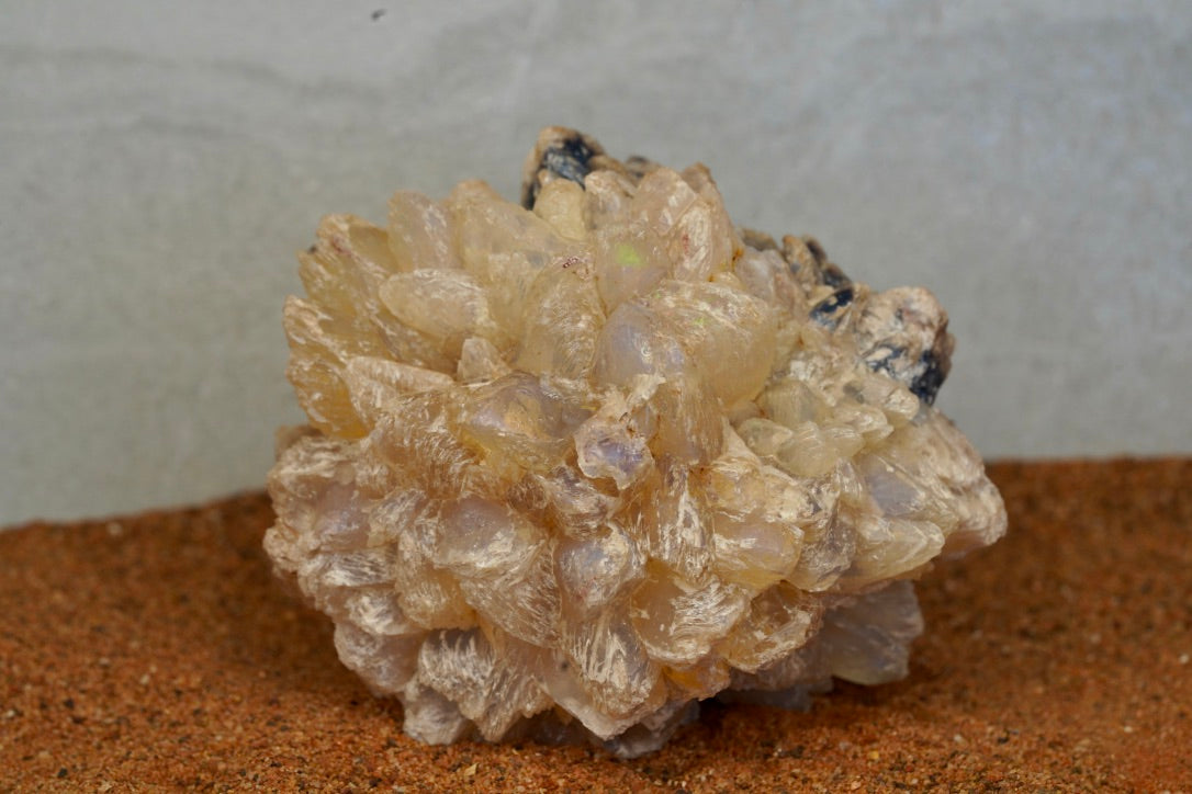 'Ice Glacier' - Opal Pineapple