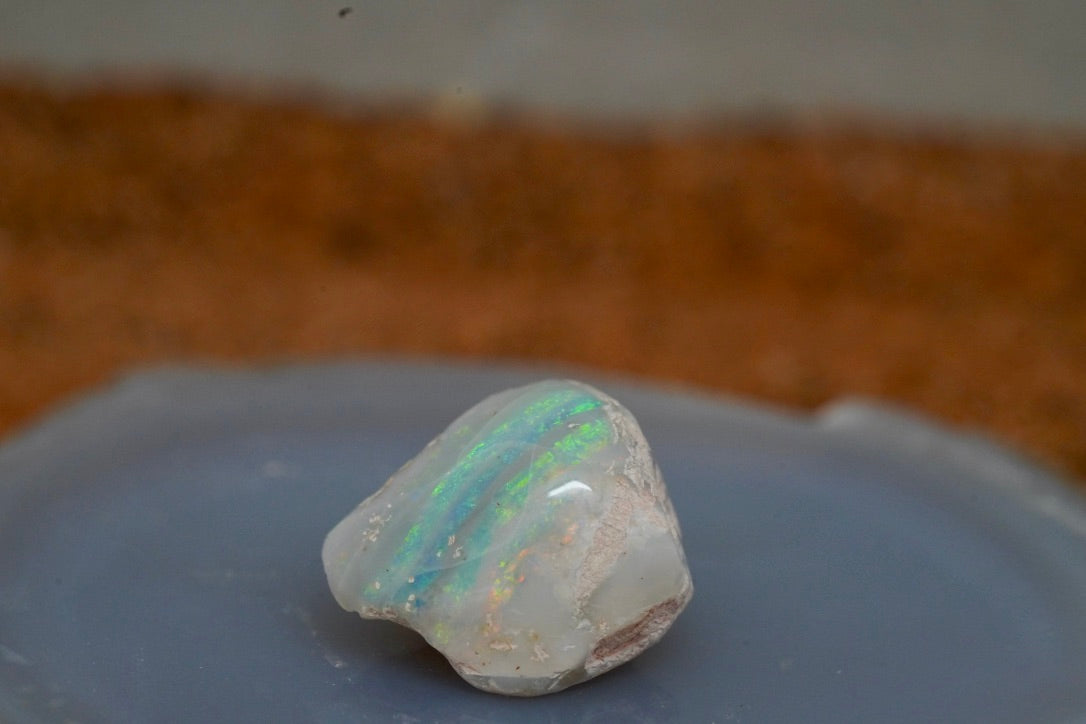 Opal Shell Fossil Pippi x 4