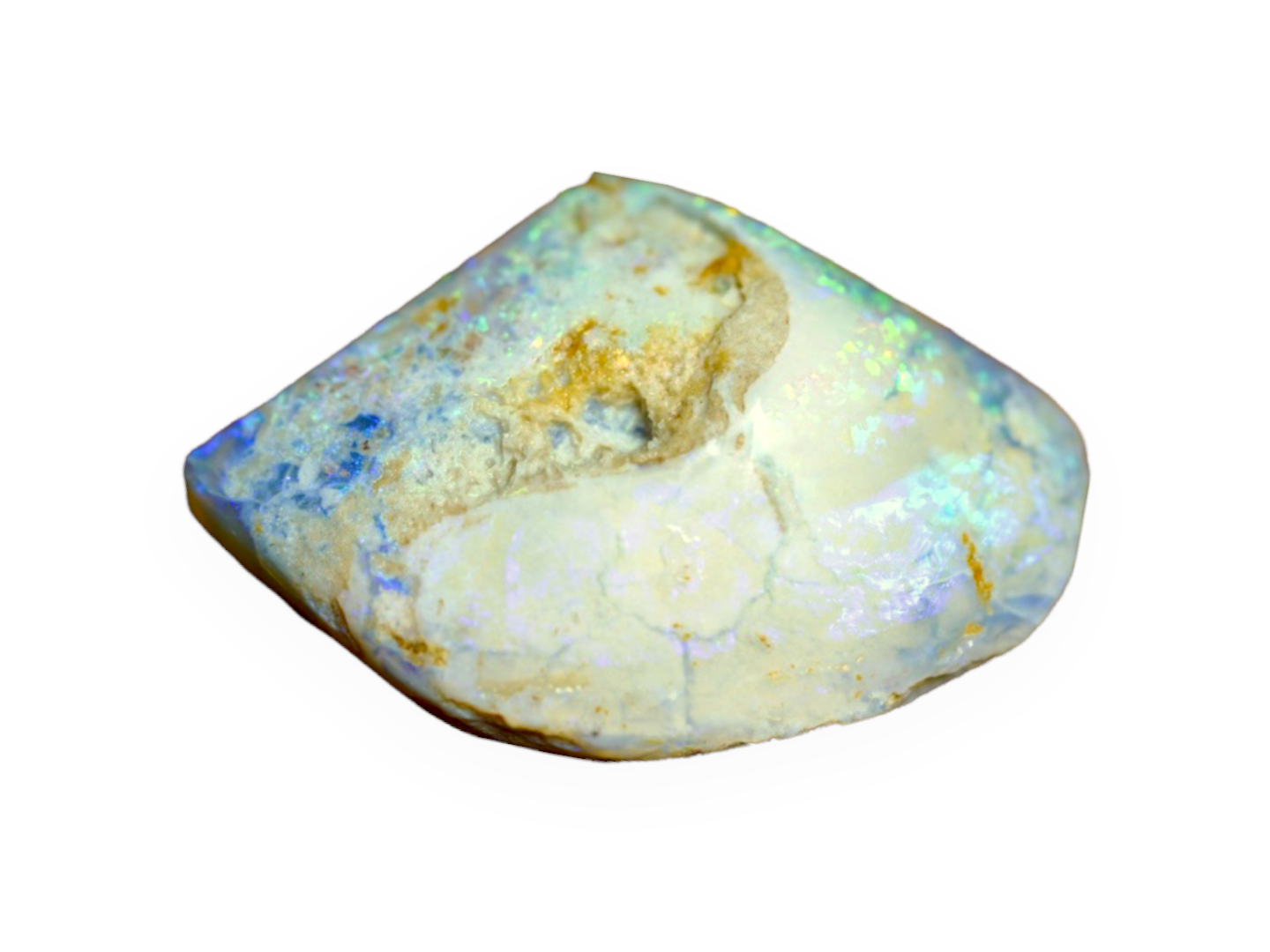 Opal Shell Fossil Pippi