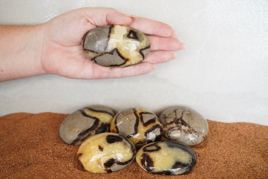 Septarian Palm Stone