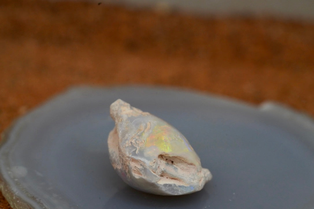 Opal Shell Fossil Pippi x 4