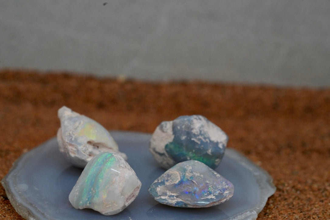 Opal Shell Fossil Pippi x 4