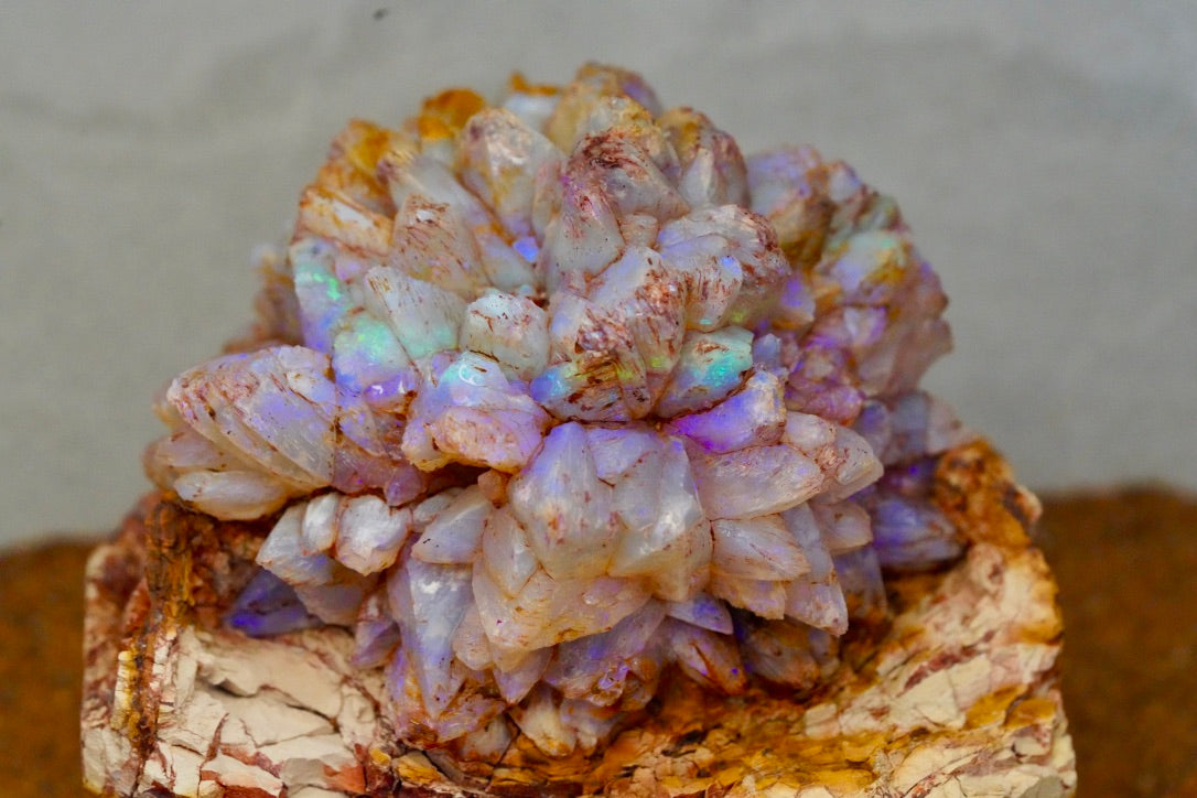 'Bifröst' - Opal Pineapple